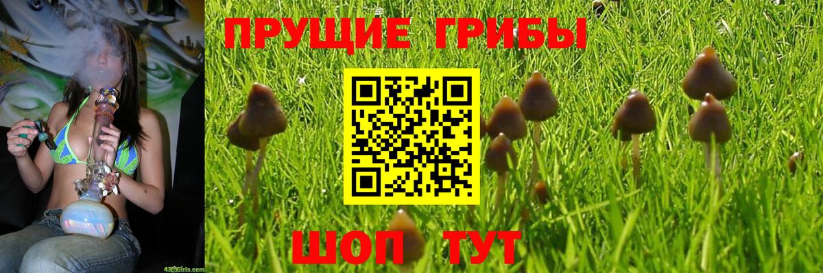 Новоалтайск  Галлюциногенные грибы прущие грибы  Вход с VPN 